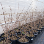 Granátové jablko (Punica granatum) ´SVERKRANNYI´ - výška 50-60 cm, kont. C3L (-16°C)